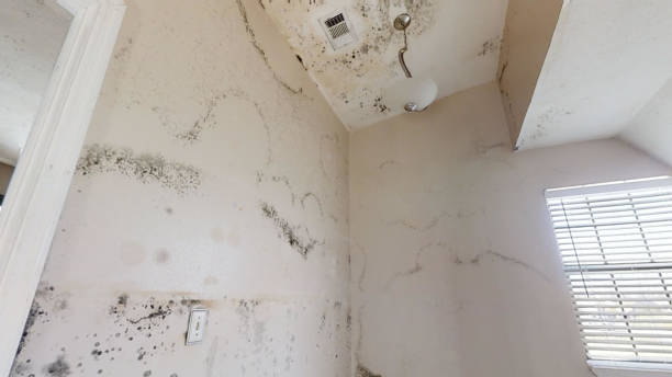 Best Mold Removal for HVAC Installations  in Crow Agency, MT