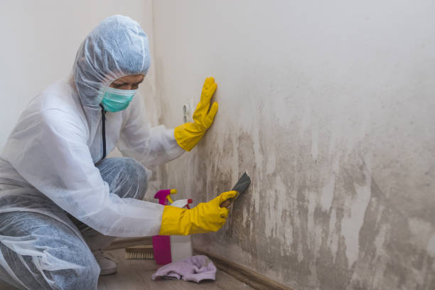 Best Attic Mold Removal  in Crow Agency, MT
