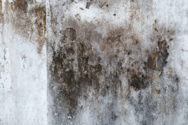 Best Mold Documentation for Insurance Claims  in Crow Agency, MT