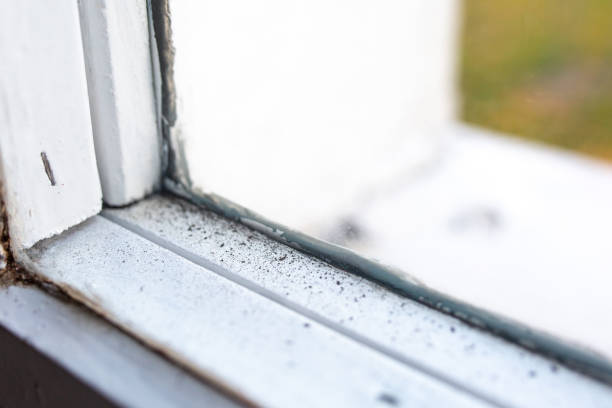 Best Emergency Mold Remediation  in Crow Agency, MT