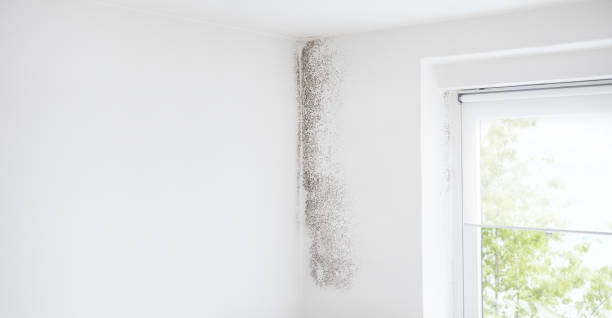 Crow Agency, MT Mold Removal Company