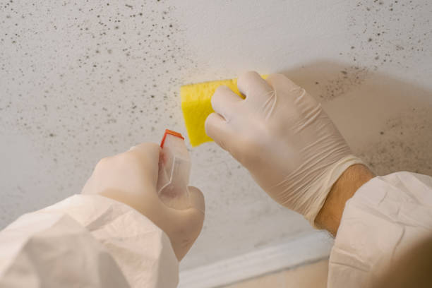 Best Dehumidification Services  in Crow Agency, MT
