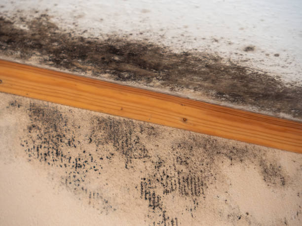 Best Mold-Related Health Consultation  in Crow Agency, MT