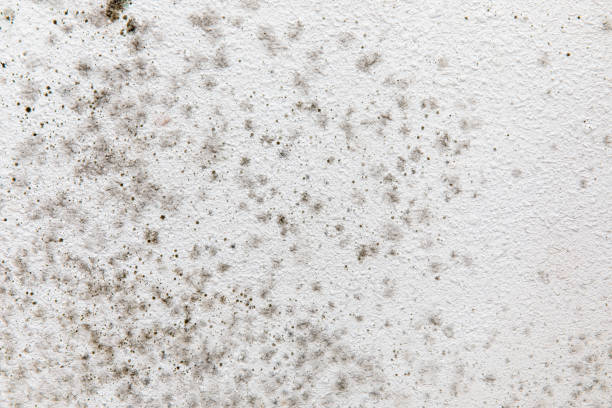 Best Air Quality Testing for Mold Spores  in Crow Agency, MT