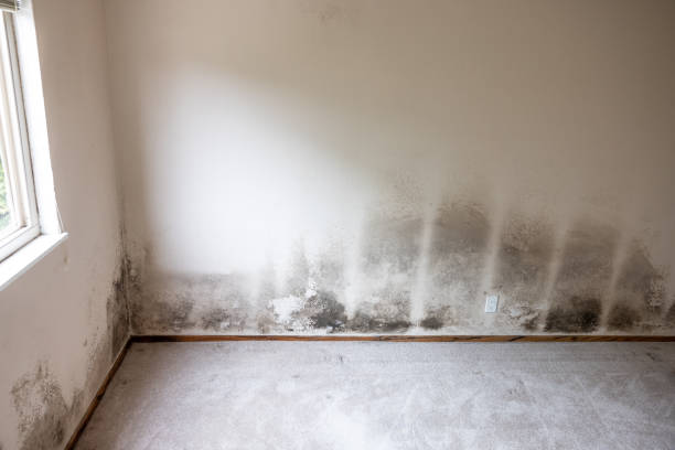 Best Emergency Mold Remediation  in Crow Agency, MT
