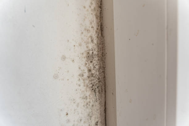 Best Real Estate Mold Inspection  in Crow Agency, MT