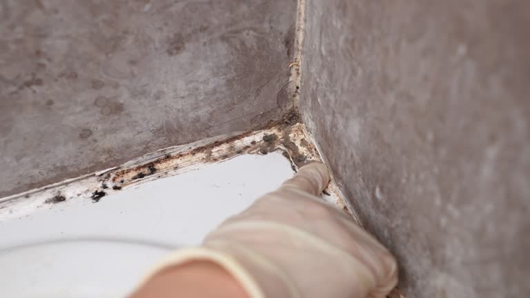 Best Mold Prevention Services  in Crow Agency, MT
